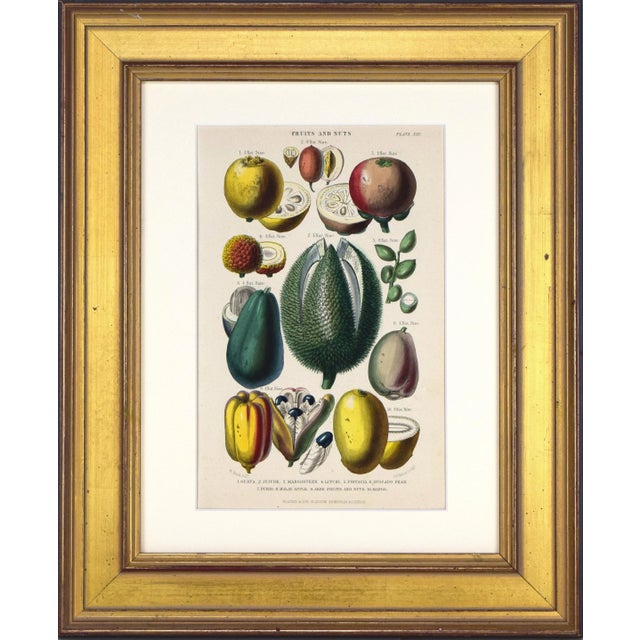 Sculpture Materials 19th C Antique Hand Colored Tropical Fruit Print by William Rhind, London 1874 For Sale - Image 7 of 7