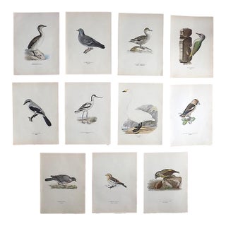 Antique 19th C. Large Folio Bird Lithographs - Set of 11 For Sale