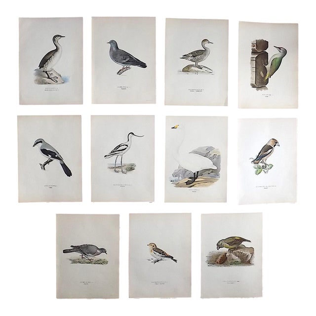 Antique 19th C. Large Folio Bird Lithographs - Set of 11 For Sale