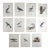 Antique 19th C. Large Folio Bird Lithographs - Set of 11 For Sale