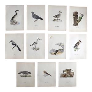 Antique 19th C. Large Folio Bird Lithographs - Set of 11