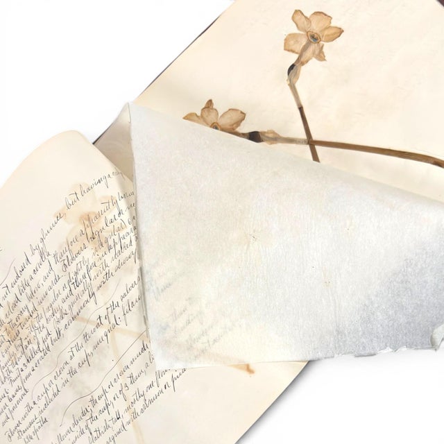 c.1900 Herbarium Album With 26 Specimens, Hand-Drawn Studies & Calligraphic Manuscript For Sale - Image 10 of 12