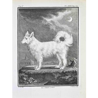 Jacques de Seve, Le Chien Loup, Etching, 1771 For Sale