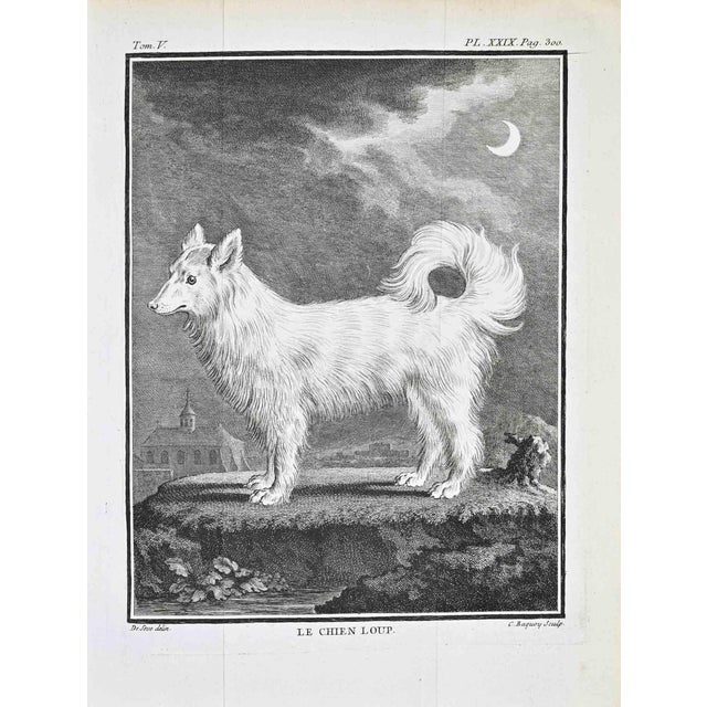 Jacques de Seve, Le Chien Loup, Etching, 1771 For Sale