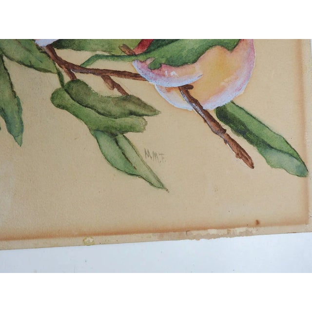 Circa 1900 watercolor on tan paper of branches full of peaches. Signed lower right corner MMF. Unframed, age toning.
