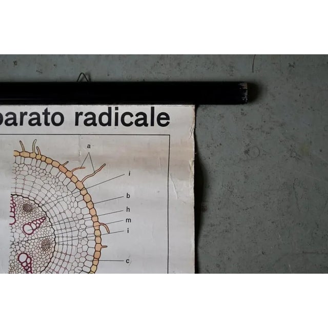 Textile Vintage Biology Poster, 1963 For Sale - Image 7 of 11