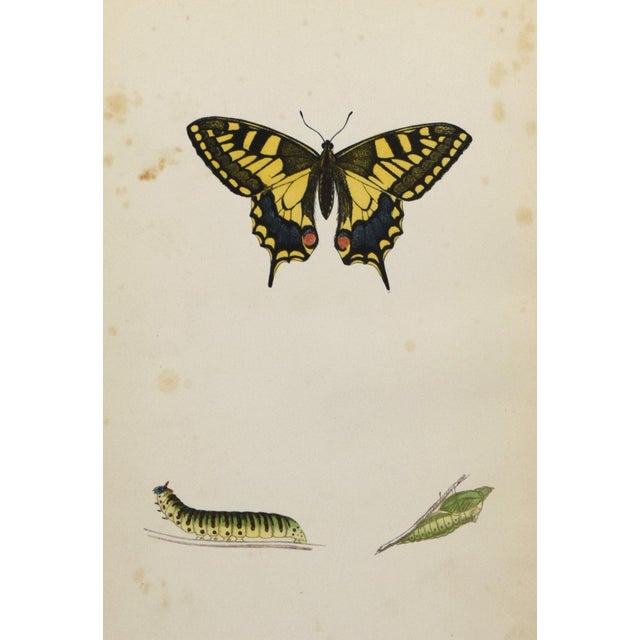 19th Century Antique Morris Butterfly Print Hand Colored Lithograph 1853 For Sale - Image 4 of 4