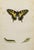 19th Century Antique Morris Butterfly Print Hand Colored Lithograph 1853 For Sale - Image 4 of 4