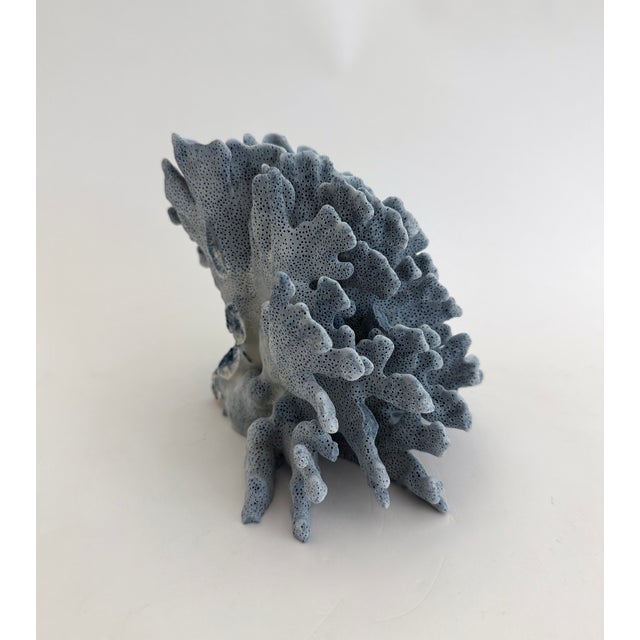 Natural Blue Coral Specimen Coastal Decor For Sale - Image 4 of 7