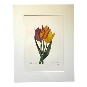 Vintage Pierre-Josephe Redouté Print in 14x18 Mat -Garden or Didier’s Tulip