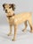 Antique Dog Figurine from Masters Voice Nipper, 1920s For Sale - Image 12 of 12