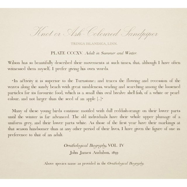 Salmon 1990s Red-Breasted Sandpiper After Audubon, Large Cottage Style Print For Sale - Image 8 of 10