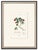 Set of Six. Antique French Botanical Engraving by Pierre Jean François Turpin (C. 1835), Professionally Framed For Sale - Image 4 of 7