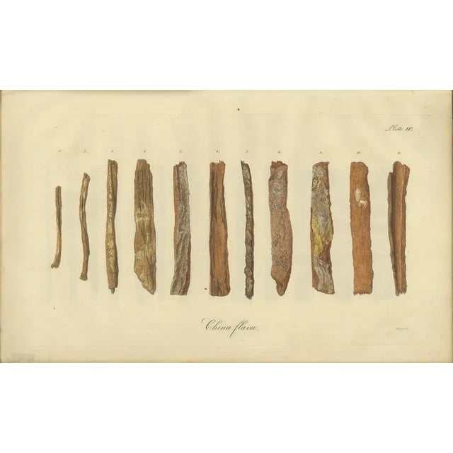 Cinchona Bark Varieties A Hand-Colored Illustrated Botanical Atlas, 1826 For Sale - Image 11 of 16