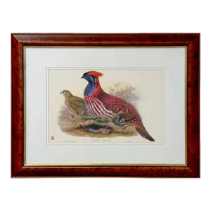John Gould & Henry Constantine Richter Birds of Asia Temminck's Tragopan Print