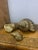 Hollywood Regency Vintage Set of 3 Brass Sea Shell Sculptures For Sale - Image 3 of 12