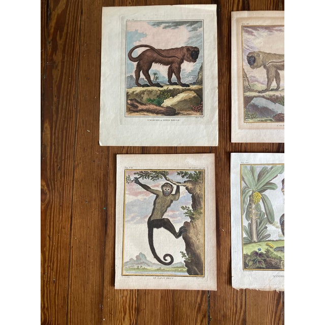 Set of Eight Authentic 19th Century Buffon Color Engravings of Different Monkeys. For Sale In West Palm - Image 6 of 7