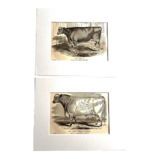 19th C. Bull and Cow Prints Set/2 For Sale