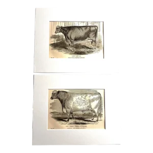 19th C. Bull and Cow Prints Set/2