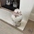Early 20th Century Monumental Italian Hand Painted Majolica Ginger Jar For Sale - Image 4 of 10