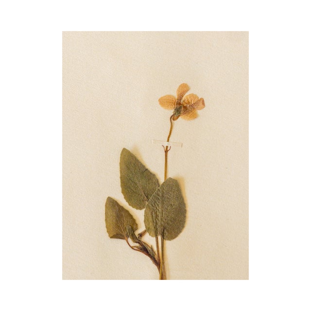 Antique Swedish Herbarium - Viola, circa 1907