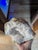 Large White Quartz Crystal Geode Specimen – 5.59 Pounds For Sale In Buffalo - Image 6 of 10