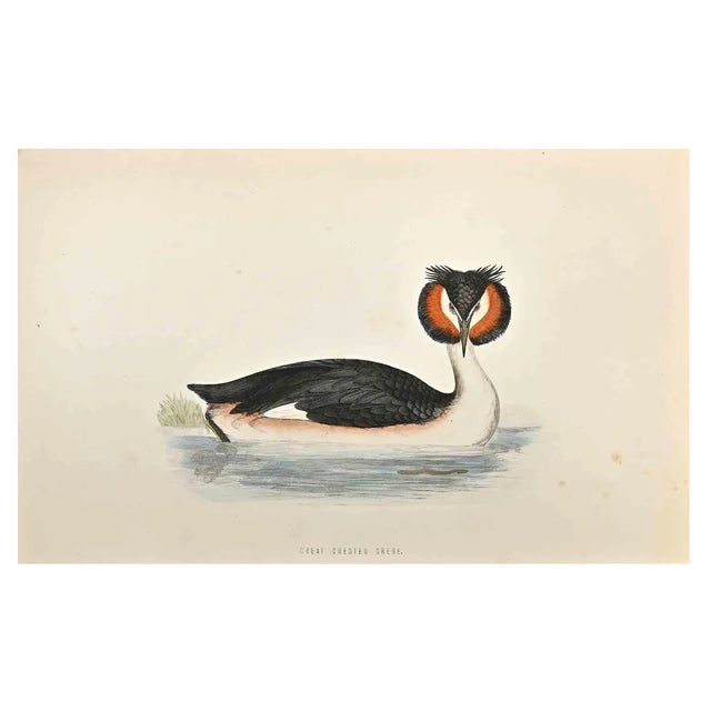 Alexander Francis Lydon, Great Crested Grebe, Woodcut Print, 1870 For Sale