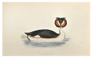 Alexander Francis Lydon, Great Crested Grebe, Woodcut Print, 1870