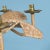 2020s Mario Lopez Torres Single Monkey Chandelier For Sale - Image 5 of 9