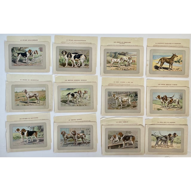 1907 French Photogravure Prints - Collection of Twelve Hunting Dogs #2 - For Sale In Monterey, CA - Image 6 of 6