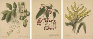 Botanical, 1890, Lithographs, Paper, Set of 3