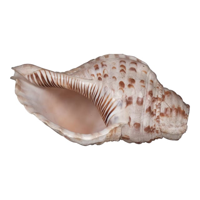 Sacred Indian Temple Shankh | 8" Natural White Conch Shell for Yoga Altar Decor | Spiritual Meditation Gift | Unique Coastal Home Accent For Sale