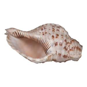 Sacred Indian Temple Shankh | 8" Natural White Conch Shell for Yoga Altar Decor | Spiritual Meditation Gift | Unique Coastal Home Accent