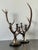 Vintage Natural Deer Antler Candlesticks - A Pair For Sale - Image 4 of 12