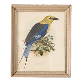 Ornithological Bird Print Bluebellied Roller by Johannes Gerardus Keulemans For Sale