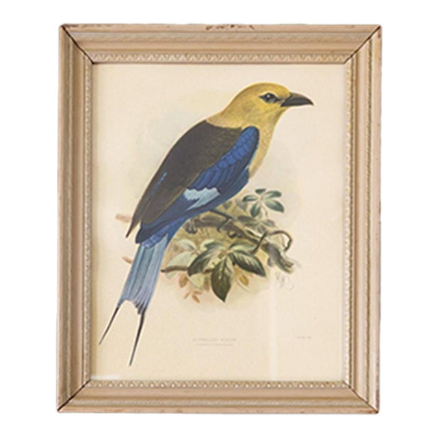 Ornithological Bird Print Bluebellied Roller by Johannes Gerardus Keulemans For Sale