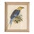 Ornithological Bird Print Bluebellied Roller by Johannes Gerardus Keulemans For Sale