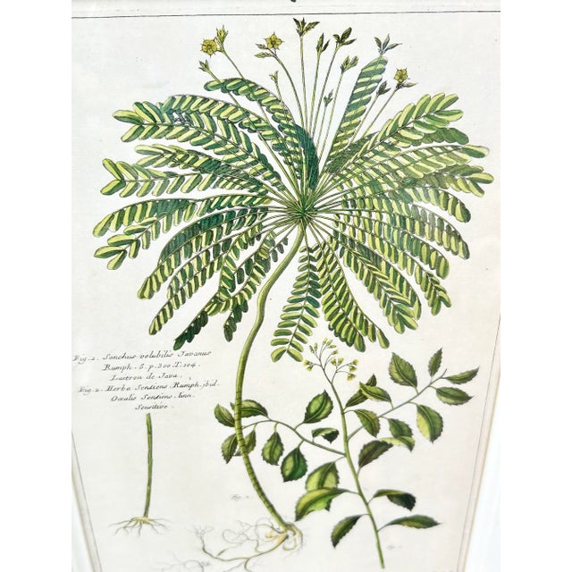 Framed Set of 4 Botanical Prints by Throwbridge For Sale - Image 4 of 9