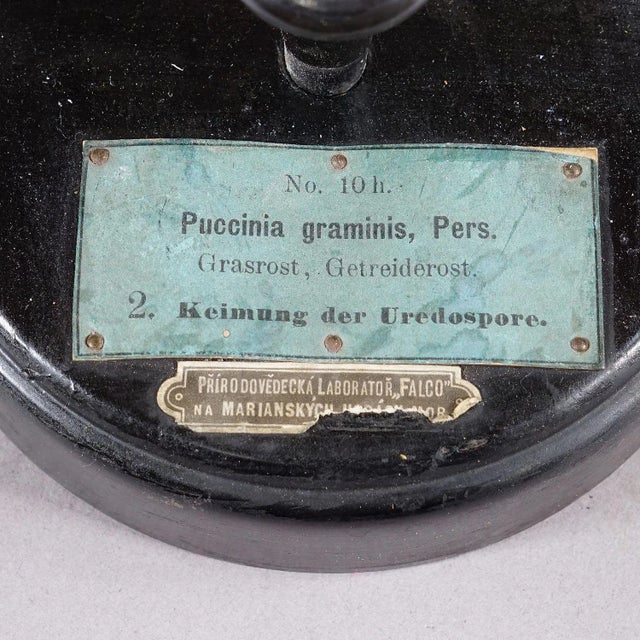 Beige 19th Century Botanic Model by Robert Brendel - Grain Grate For Sale - Image 8 of 8