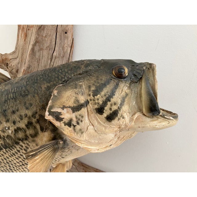 Largemouth Bass Taxidermy by Heinemann Taxidermy-American Sporting Folk Art, Mid-20th Century For Sale In Orlando - Image 6 of 14