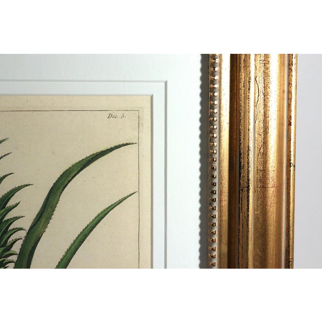 Botanical Hand-Colored Engraving of a Pineapple, Georg Eberhard Rumphius 1741–1750) For Sale In Philadelphia - Image 6 of 8