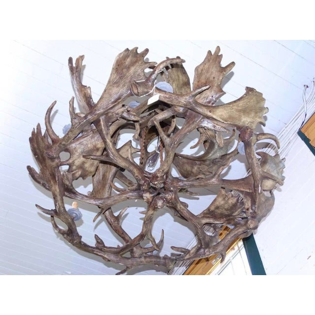 Brown 1990s Extremely Large Baronial Hunting Lodge Style Moose Antler Horn Chandelier For Sale - Image 8 of 11