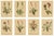 After Anton Hartinger, Pedicularis Wildflower from the Alps, 1897, Chromolithograph, Set of 8 For Sale - Image 12 of 12