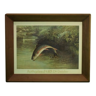 Authorized Orvis Dealer Leaping Trout Colour- Plate by s.a Kilbourne 1878, Framed For Sale