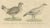 Karl Joseph Brodtmannm, Game Birds, 1816, Lithograph For Sale - Image 4 of 10