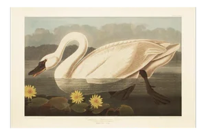 1990s American Swan by Audubon, Large Cottage Style Print
