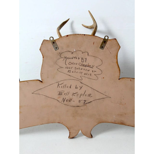 1950s Deer Antler and Hoof Mount For Sale - Image 10 of 11