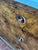 1930s Vintage Chest of Drawers in Walnut with Marble Top, 1930s For Sale - Image 5 of 14