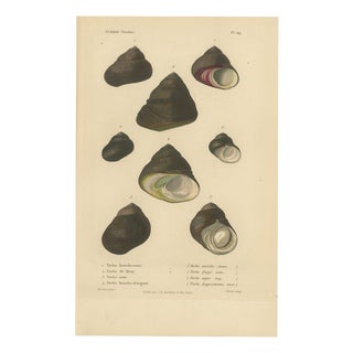 J.B. Baillière et Fils, Turbo Sea Shells Natural History, 1832, Engraving For Sale