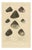 J.B. Baillière et Fils, Turbo Sea Shells Natural History, 1832, Engraving For Sale
